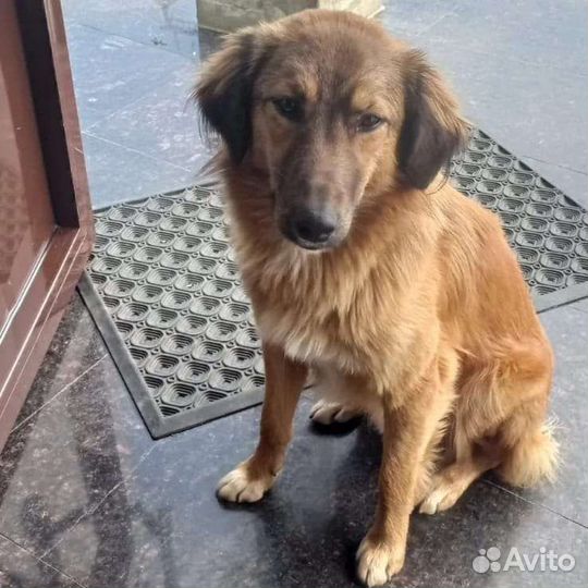 Собака (мальчик) в добрые руки