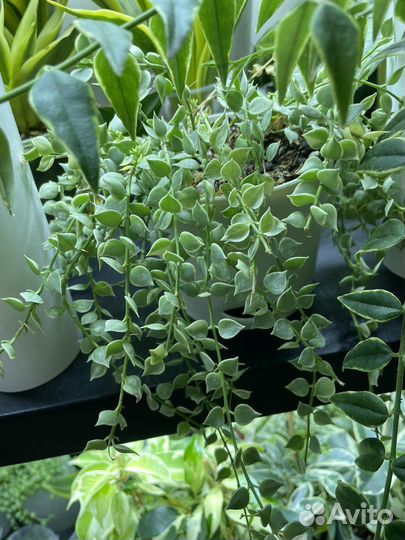 Хойи, дисхидии сортовые