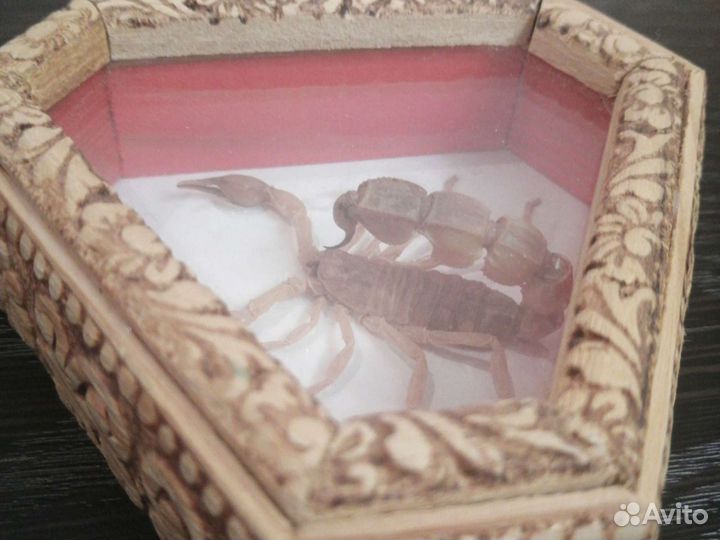 Скорпион Сувенир