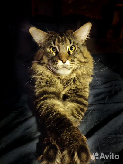 Кот мейн-кун вязка