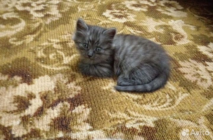Сиамские кошки бесплатно