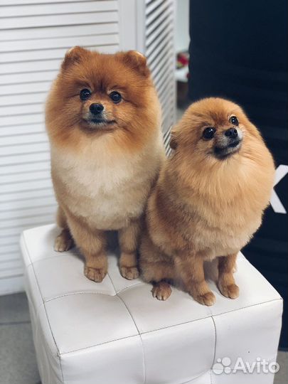 Груминг / стрижка собак и кошек