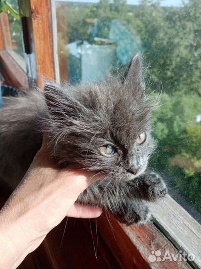 Кошка в дар бесплатно