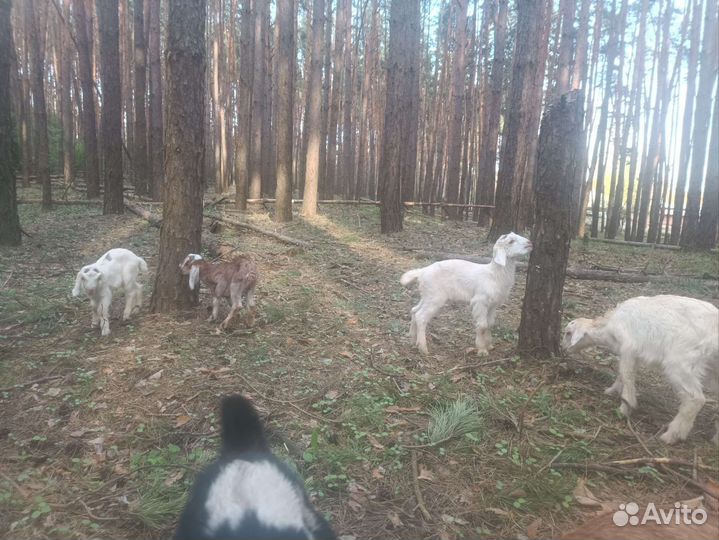 Нубийские козлята