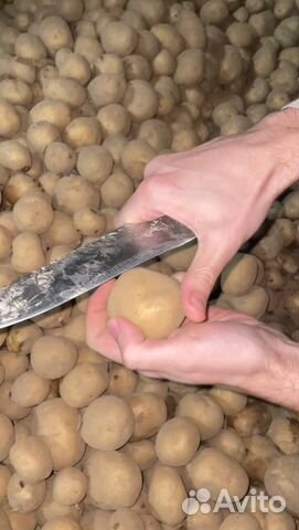 Семенной картофель Коломбо оптом купить в Краснодаре | Товары для дома ...