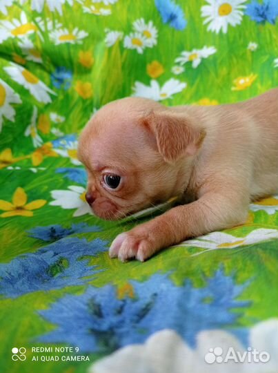 Мини мальчики