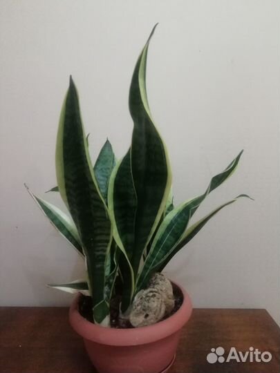 Сансевиерия сортовая