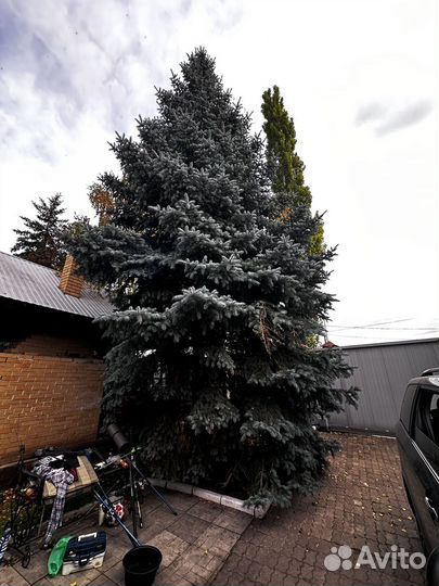 Ель голубая