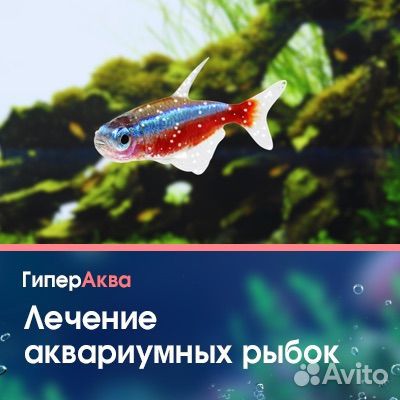 Консультация по лечению аквариумных рыбок