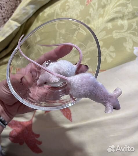 Кудрявые мышки