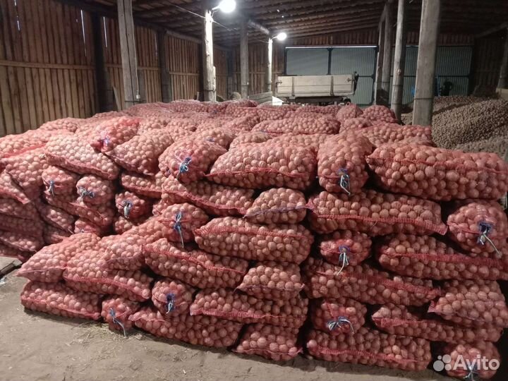 Семенной картофель