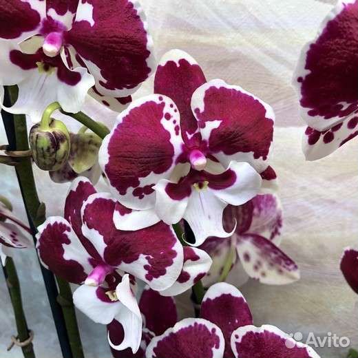 Орхидея Untold Stories