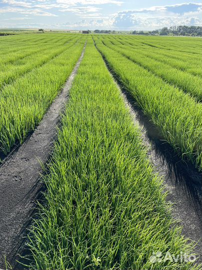 Продажа лук севок