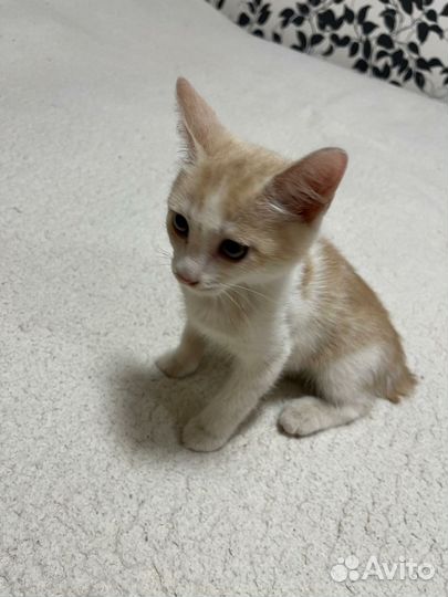 Котенок в добрые руки мальчик бело-рыжий