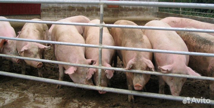 Живые свиньи на мясо