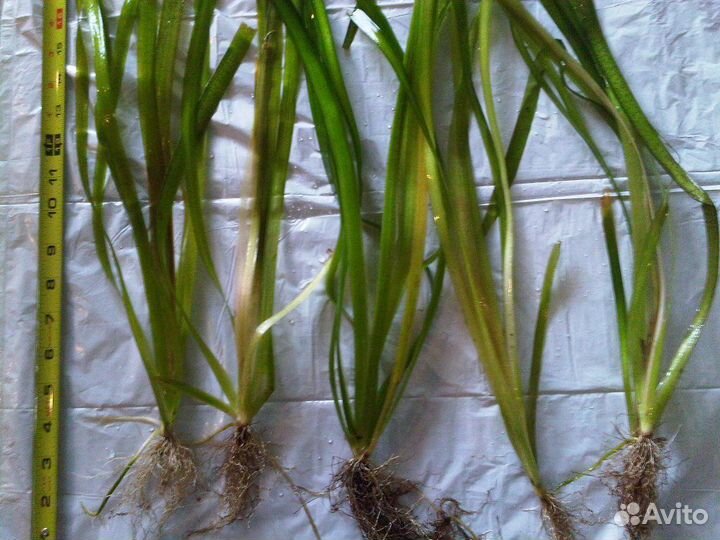 Валлиснерия, Валлиснерия спиральная