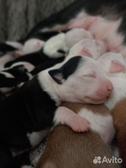 Щенок американского стаффордширского терьера