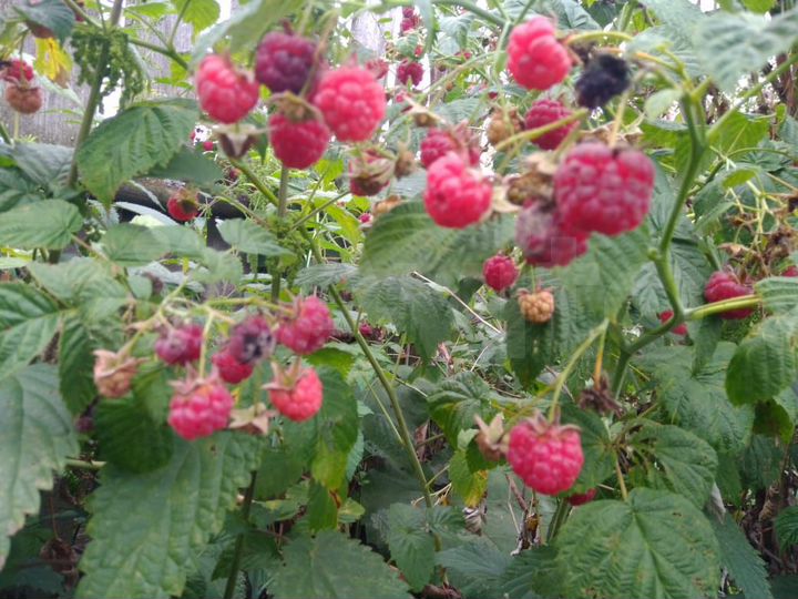 Дом 50 м² на участке 35 сот.