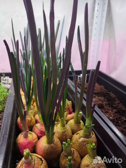 Стеллаж металлический с лотками