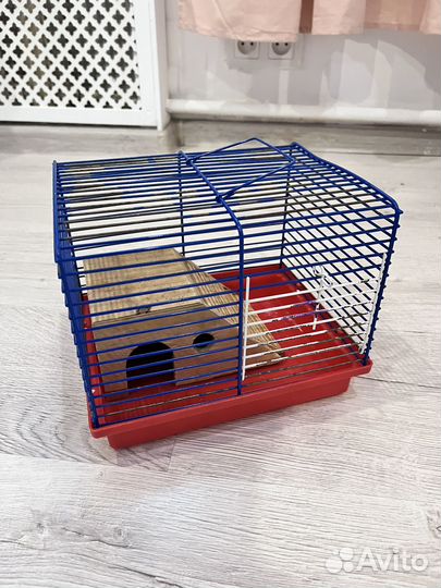 Сирийские хомячки