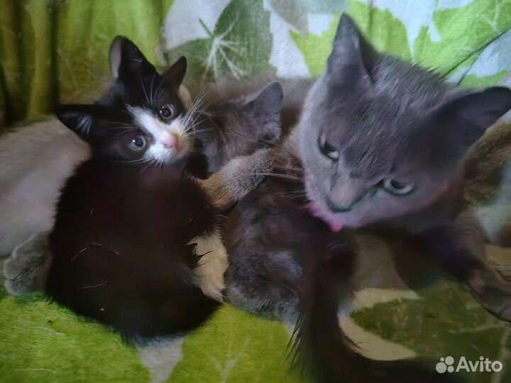 Котята отдам