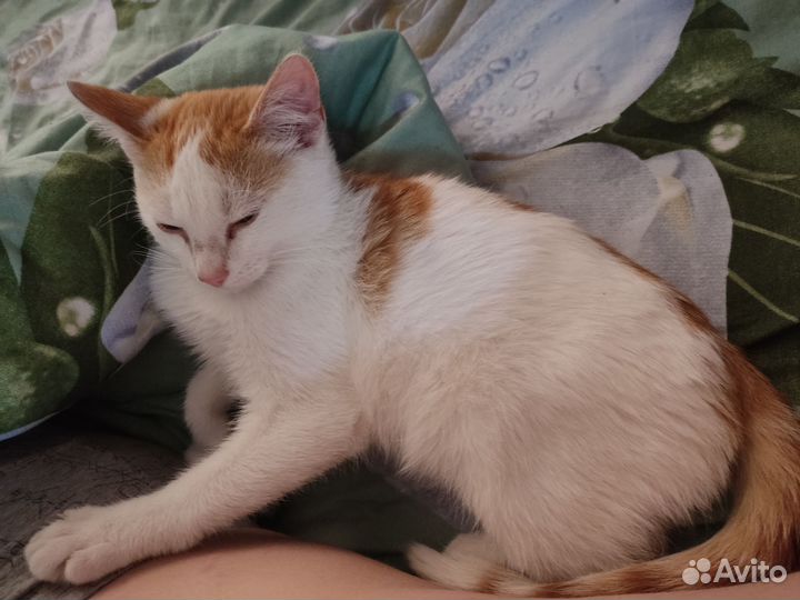 Рыжий котенок