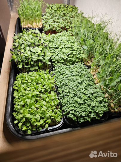 Микрозелень