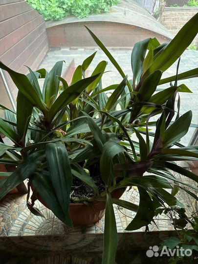 Традесканция рэо