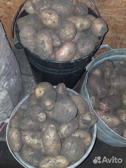 Картофель