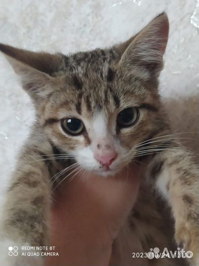 Отдаем в добрые руки