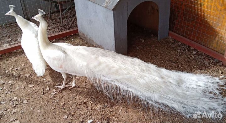 Павлины белые, индийские, павлинята