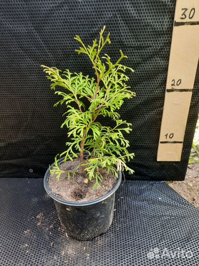 Саженцы хвойных