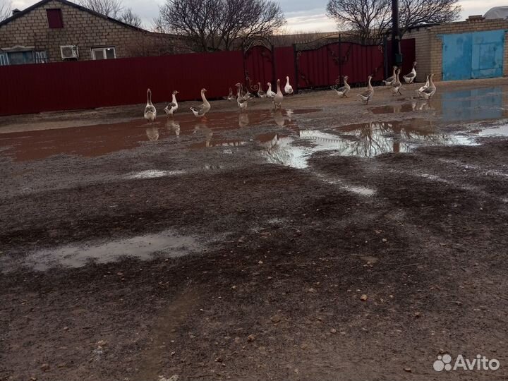 Продаются гуси