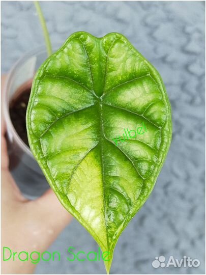 Алоказия драгон скейл