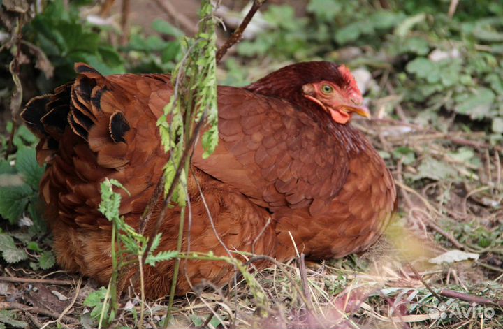Куры несушки с доставкой