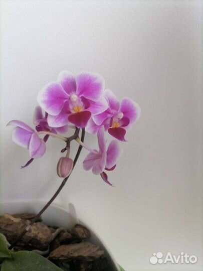 Орхидеи цветущие