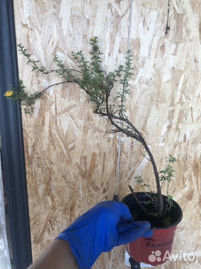 Продам лапчатку оранжевая