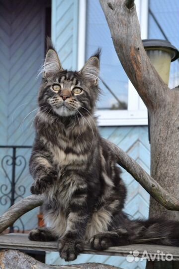 Котята мейн-кун