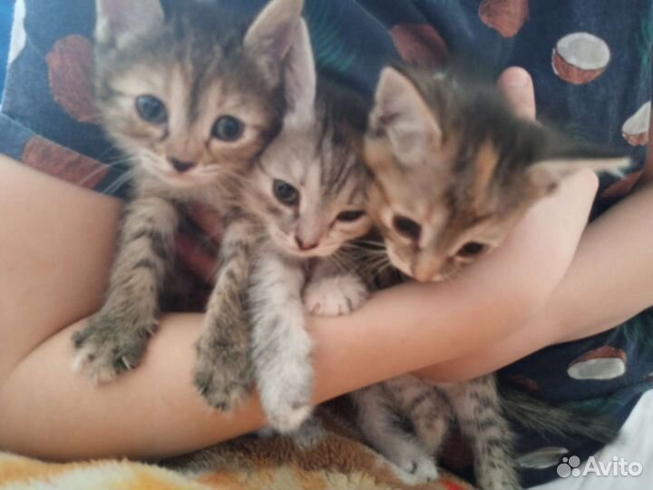 Котята в добрые руки бесплатно