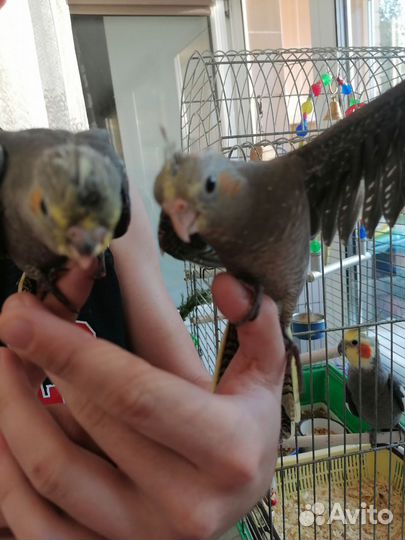 Попугай карелла птенцы