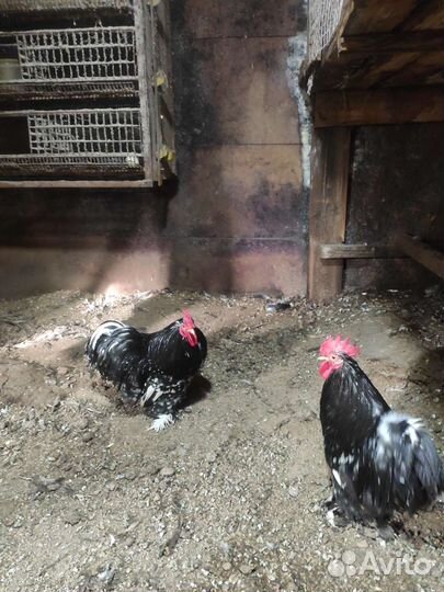 Карликовые кохинхины