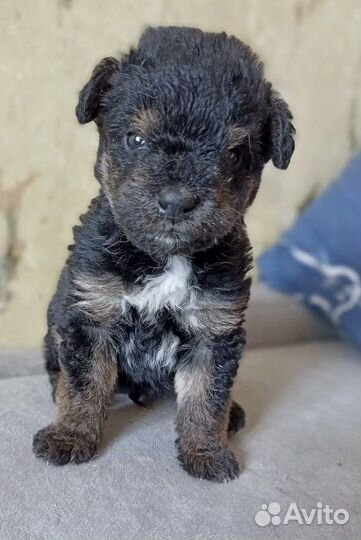 Щенок в добрые руки. Живет в приюте