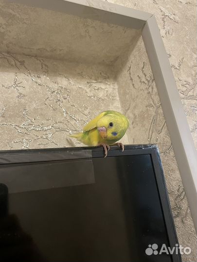 Волнистый попугай ручной