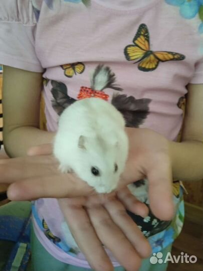 Джунгарский хомяк с клеткой