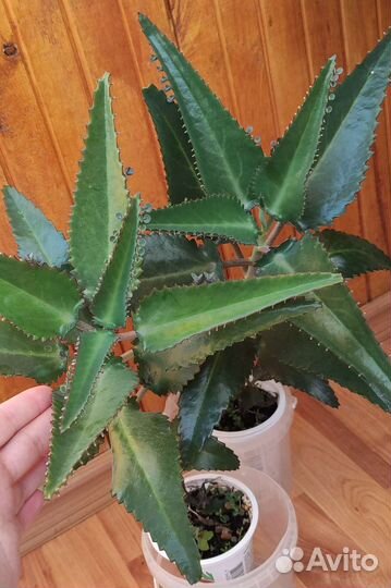 Каланхоэ лечебное