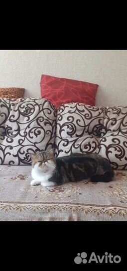 Котята экзоты