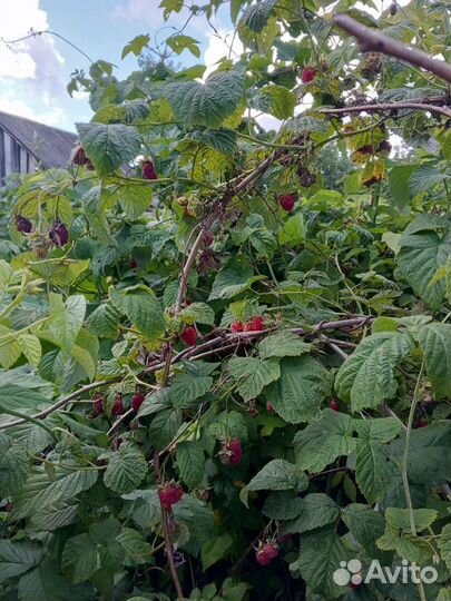 Саженцы малины