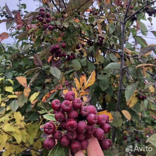 Сирень прим Роуз жёлтая