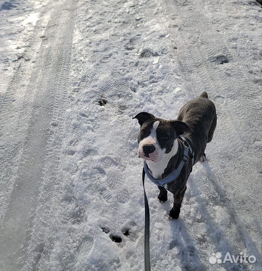 Осталась Девочка Амстафф