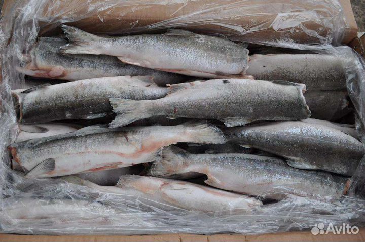 Горбуша. Улов июль 2023. Доставка